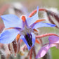 Borage Seeds