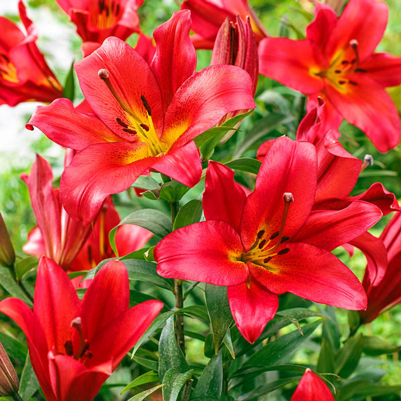 Summer Stunner Lily Tree Collection Lily Blooms Species Growing Bonsai Bulbs Roots Rhizomes Corms Tubers Potted Planting Reblooming Fragrant Garden Flower Seeds Plant