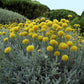 Craspedia Flower
