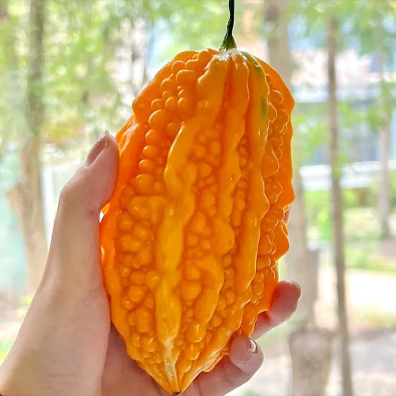 Lai Grape Seeds for Garden Bitter Gourd Seeds