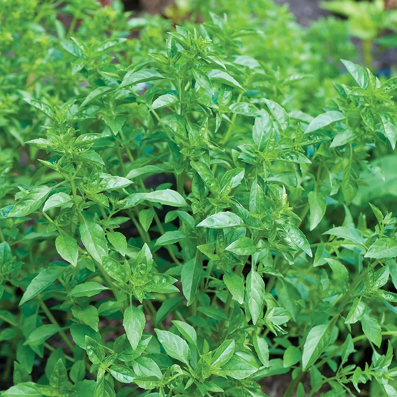 Basil, Summerlong
