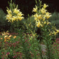 Yelloween Orienpet Hybrid Lily Blooms Species Growing Bonsai Bulbs Roots Rhizomes Corms Tubers Potted Planting Reblooming Fragrant Garden Flower Seeds Plant