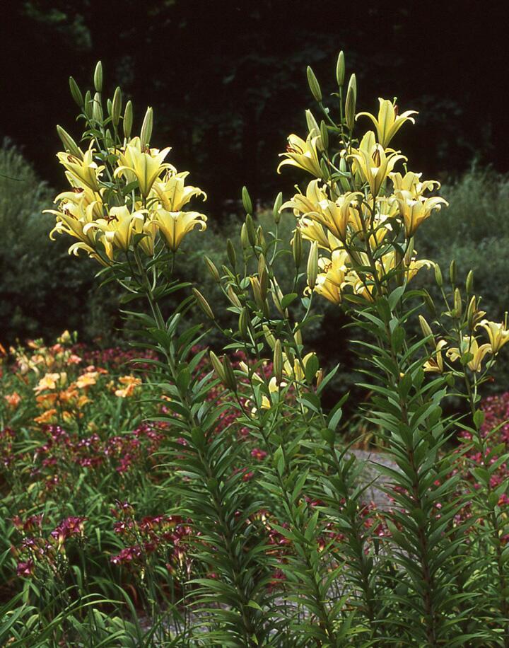 Yelloween Orienpet Hybrid Lily Blooms Species Growing Bonsai Bulbs Roots Rhizomes Corms Tubers Potted Planting Reblooming Fragrant Garden Flower Seeds Plant