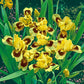 Ultimate Miniature Bearded Iris Iris species Growing Bonsai Bulbs Roots Rhizomes Corms Tubers Potted Planting Reblooming Fragrant Garden Flower Seeds Plant