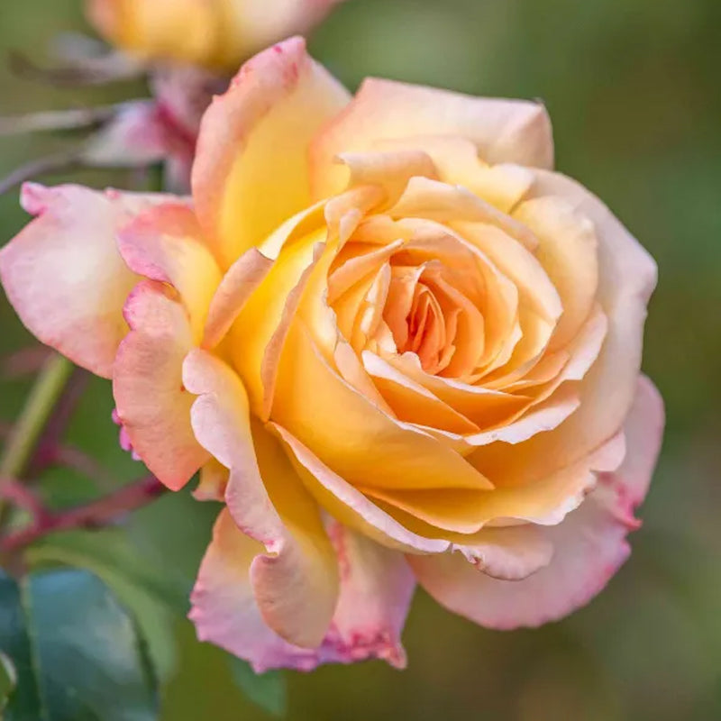 Peaceful Roses - The Messenger of Peace