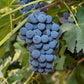 Grape Seeds for Planting Fresh Sweet and Delicious Natural Vine Seeds