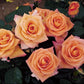 squeakers Rose Seedlings Flower Seeds Perennial Growing Bonsai Corms Tubers Potted Planting Reblooming Fragrant Garden Roots Rhizomes Species Blooms Plant Bulbs Gardening Tree