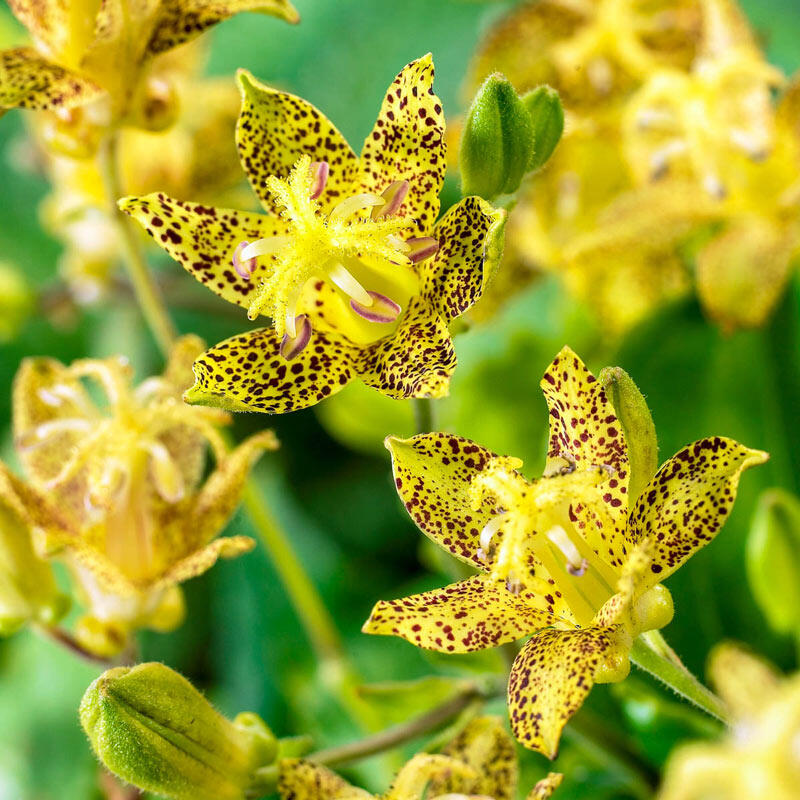 Toad Lily Collection Lily Blooms Species Growing Bonsai Bulbs Roots Rhizomes Corms Tubers Potted Planting Reblooming Fragrant Garden Flower Seeds Plant