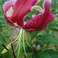 Scheherazade Orienpet Hybrid Lily Blooms Species Growing Bonsai Bulbs Roots Rhizomes Corms Tubers Potted Planting Reblooming Fragrant Garden Flower Seeds Plant