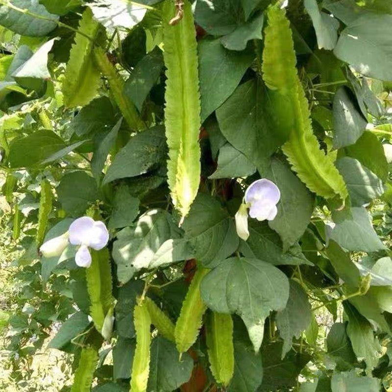 Big And Wide Green special  Beans Seeds   - Non Gmo - Heirloom Seeds