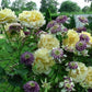 Scouts Honour Rose Seedlings Flower Seeds Perennial Growing Bonsai Corms Tubers Potted Planting Reblooming Fragrant Garden Roots Rhizomes Species Blooms Plant Bulbs Gardening Tree