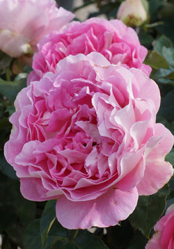 Borneo Odore Rose Seedlings Flower Seeds Perennial Growing Bonsai Corms Tubers Potted Planting Reblooming Fragrant Garden Roots Rhizomes Species Blooms Plant Bulbs Gardening Tree