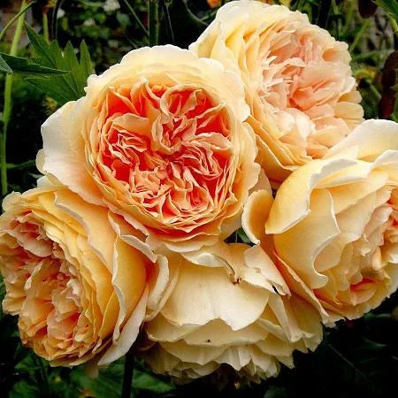 Crown Princess Rose Seedlings Flower Seeds Perennial Growing Bonsai Corms Tubers Potted Planting Reblooming Fragrant Garden Roots Rhizomes Species Blooms Plant Bulbs Gardening Tree