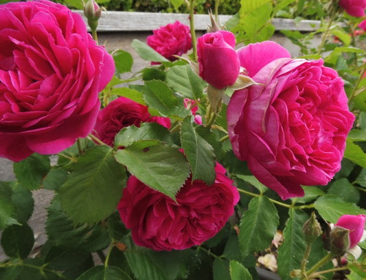 Charles Rose Plant Seedlings Flower Seeds Perennial Growing Bonsai Corms Tubers Potted Planting Reblooming Fragrant Garden Roots Rhizomes Species Blooms Bulbs Gardening Tree