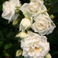 Alaska Rose Seedlings Flower Seeds Perennial Growing Bonsai Corms Tubers Potted Planting Reblooming Fragrant Garden Roots Rhizomes Species Blooms Plant Bulbs Gardening Tree