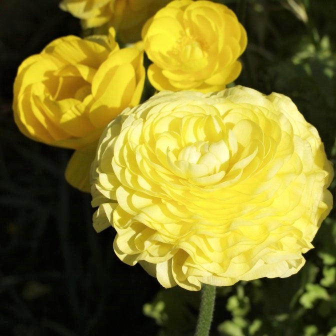 Yellow Ranunculus  Corms Bulbs Growing Bonsai Roots Rhizomes Tubers Potted Planting Reblooming Fragrant Garden Species Blooms Flower Seeds Plant Gardening