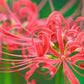 Red Lycoris Spider Lilies Bulbs Radiata Hurricane Lily Cluster Amayllis Growing Bonsai Roots Rhizomes Corms Tubers Potted Planting Reblooming Fragrant Garden Species Blooms Flower Seeds Plant Gardening
