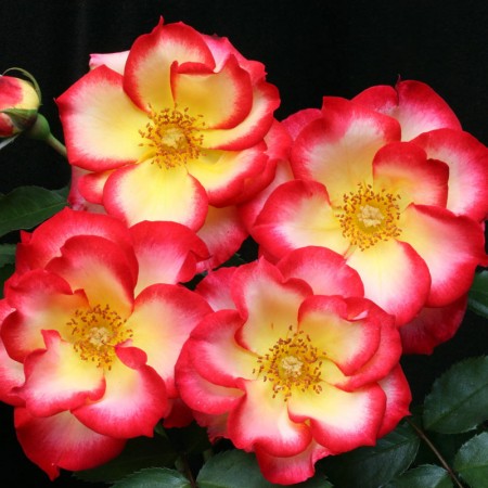 Betty Boop Rose Seedlings Flower Seeds Perennial Growing Bonsai Corms Tubers Potted Planting Reblooming Fragrant Garden Roots Rhizomes Species Blooms Plant Bulbs Gardening Tree