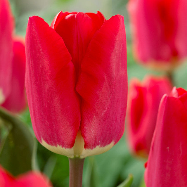 Rare Darwin Tulip Bulbs Collection Blooms Species Growing Bonsai Roots Rhizomes Corms Tubers Potted Planting Reblooming Fragrant Garden Flower Seeds Plant