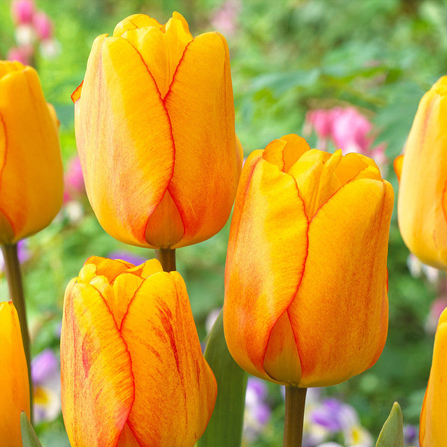 Rare Darwin Tulip Bulbs Collection Blooms Species Growing Bonsai Roots Rhizomes Corms Tubers Potted Planting Reblooming Fragrant Garden Flower Seeds Plant