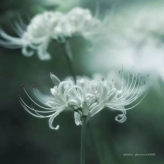 White Albiflora Lycoris Spider Lilies Bulbs Radiata Hurricane Lily Cluster Amayllis Growing Bonsai Roots Rhizomes Corms Tubers Potted Planting Reblooming Fragrant Garden Species Blooms Flower Seeds Plant Gardening