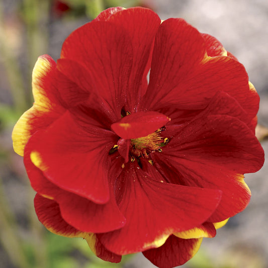 Arc En Ciel Cinquefoil Potentilla family planted garden decoration plants with high survival rate seeds