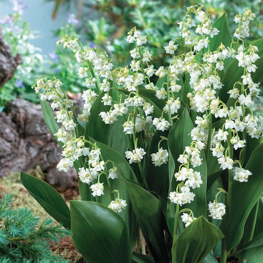 Lily-of-the-Valley Prolificans
