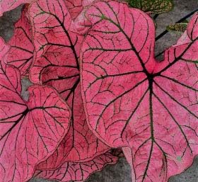 Spring Fling Spectacular Red Flowering Caladium Bulb,One Root Ready for Planting Now