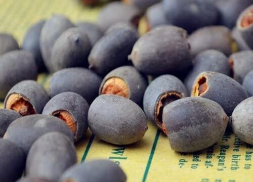 12Pcs Mixed Color Open Mouth Bowl Lotus Seeds - Stunning Water Plants for Indoor and Outdoor Bowls, Ponds, and Gardens