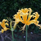 Beautiful Lycoris Spider Lilies Bulbs Radiata Hurricane Lily Cluster Amayllis Growing Bonsai Roots Rhizomes Corms Tubers Potted Planting Reblooming Fragrant Garden Species Blooms Flower Seeds Plant Gardening
