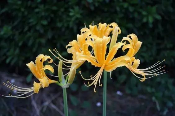 Beautiful Lycoris Spider Lilies Bulbs Radiata Hurricane Lily Cluster Amayllis Growing Bonsai Roots Rhizomes Corms Tubers Potted Planting Reblooming Fragrant Garden Species Blooms Flower Seeds Plant Gardening