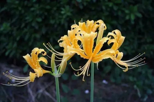 Beautiful Lycoris Spider Lilies Bulbs Radiata Hurricane Lily Cluster Amayllis Growing Bonsai Roots Rhizomes Corms Tubers Potted Planting Reblooming Fragrant Garden Species Blooms Flower Seeds Plant Gardening