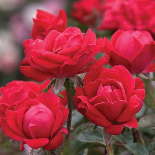 Cherry Red Double Rose Seedlings Flower Seeds Perennial Growing Bonsai Corms Tubers Potted Planting Reblooming Fragrant Garden Roots Rhizomes Species Blooms Plant Bulbs Gardening Tree
