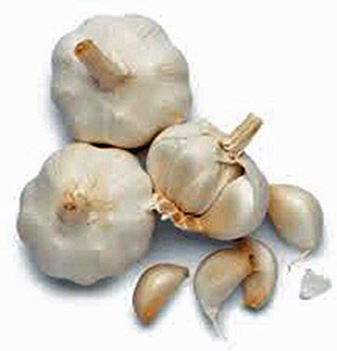 GARLIC BULB (6 Ounces), FRESH CALIFORNIA SOFTNECK GARLIC BULB FOR PLANTING, EATING AND GROWING YOUR OWN GARLIC, COUNTRY CREEK BRAND