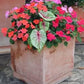 3 Bulbs Dwarf Candidum Jr. - White Caladium - Large Roots - Elegant White Foliage - Hardy in Zones 9-11 - Perfect for Shaded Gardens and Containers