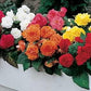 Park Seed Nonstop Mix Begonia Bulbs