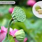 80 pieces Lotus Flower Seeds for Home Planting Ornamental, Mixed Pink & Red Flower, Can Purify Water and Air, Aquatic Plant for Courtyard, Hotel, Goldfish Pond, Water Lily Seeds