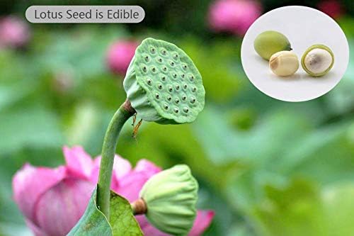 lotus flower seeds edible Lotus Flower Seeds for Home Planting Ornamental, Mixed Pink & Red Flower, Can Purify Water and Air, Aquatic Plant for Courtyard, Hotel, Goldfish Pond, Water Lily Seeds – Easytogrowbulb
