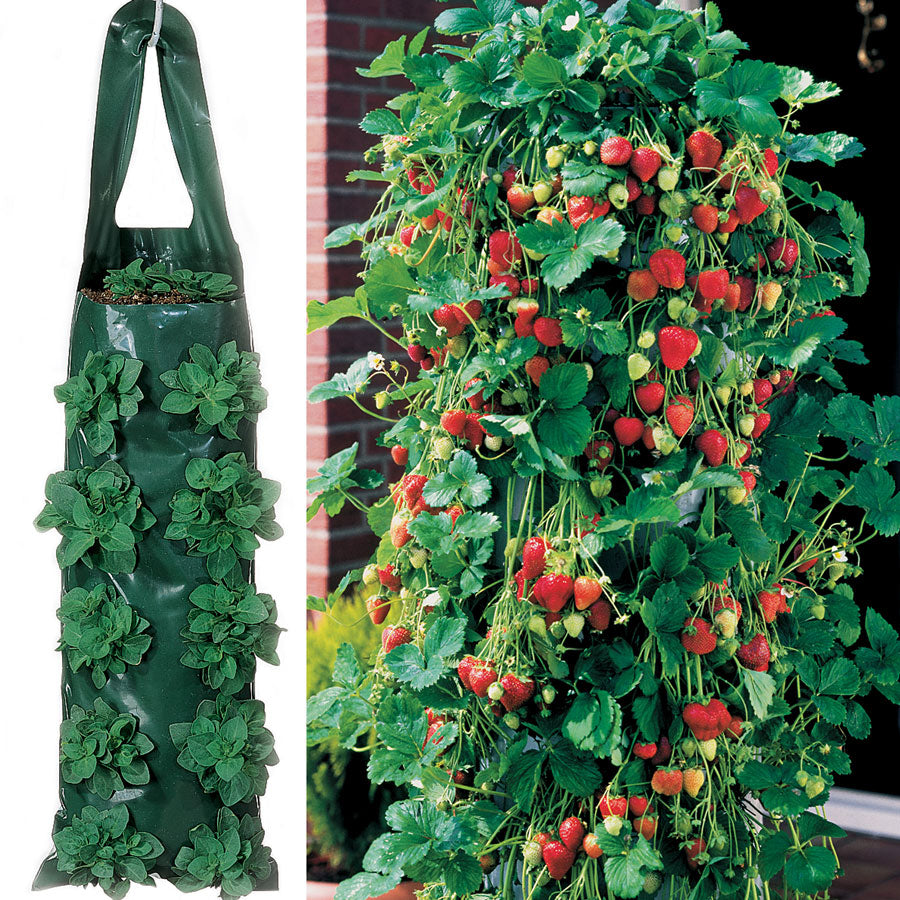 Parks Whopper Strawberry Plants & 2 Growin Bags