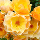 Amber Sun Rose Seedlings Flower Seeds Perennial Growing Bonsai Corms Tubers Potted Planting Reblooming Fragrant Garden Roots Rhizomes Species Blooms Plant Bulbs Gardening Tree