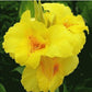 2 Canna Lily Bulbs Elegant Spectacular Tropical Flowers Attracts Butterflies Garden Bonsai