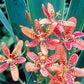 Iris domestica Belamcanda Chinensis is Native to China and Japan Iris species Growing Bonsai Seeds Flower Plant Bulbs Roots Rhizomes Corms Tubers Potted Planting Reblooming Fragrant Garden