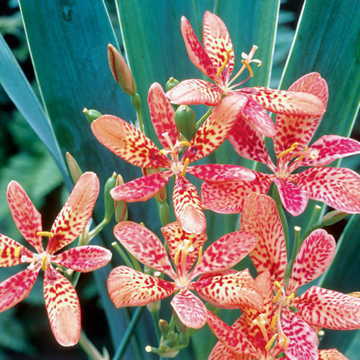 Iris domestica Belamcanda Chinensis is Native to China and Japan Iris species Growing Bonsai Seeds Flower Plant Bulbs Roots Rhizomes Corms Tubers Potted Planting Reblooming Fragrant Garden