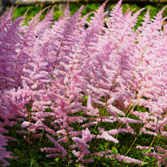 Astilbe Finale