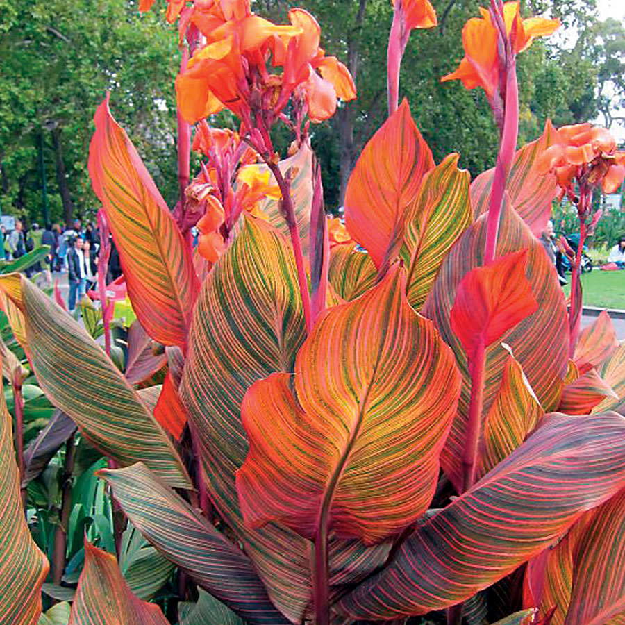 Tropicanna&reg; Canna