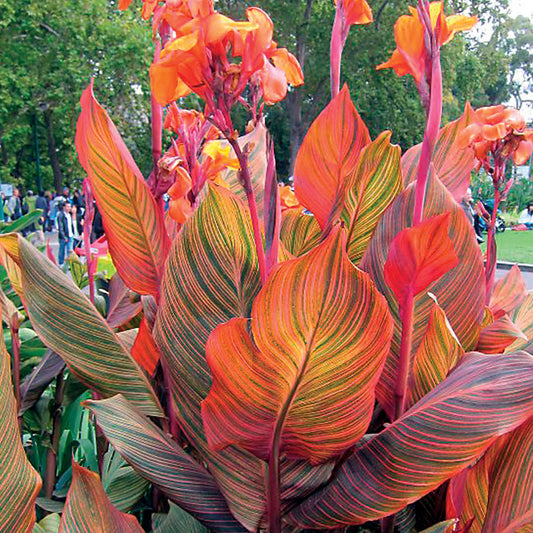Tropicanna&reg; Canna