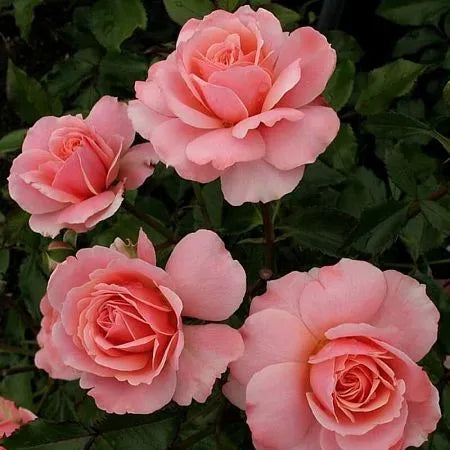 Botticelli Rose Seedlings Flower Seeds Perennial Growing Bonsai Corms Tubers Potted Planting Reblooming Fragrant Garden Roots Rhizomes Species Blooms Plant Bulbs Gardening Tree