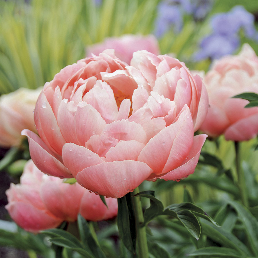 Coral Charm Peony