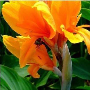 2 Canna Lily Bulbs Elegant Spectacular Tropical Flowers Attracts Butterflies Garden Bonsai