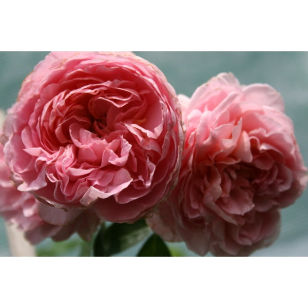 Dames Rose Seedlings Flower Seeds Perennial Growing Bonsai Corms Tubers Potted Planting Reblooming Fragrant Garden Roots Rhizomes Species Blooms Plant Bulbs Gardening Tree